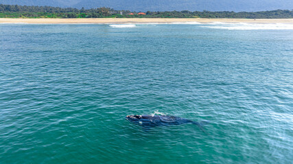 Baleia Franca, a Brazilian whale with her call in Florianopolis, Brazil. Right whales swimming near the coast of Florianopolis with their calves. Aerial view.