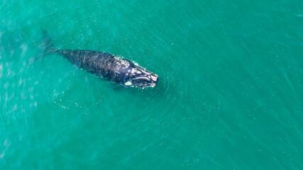 Baleia Franca, a Brazilian whale with her call in Florianopolis, Brazil. Right whales swimming near the coast of Florianopolis with their calves. Aerial view.