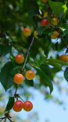 Ripe and unripe cherry plums hanging on a tree branch in summer sunlight.