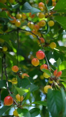 Close-up of ripening cherry plums on green foliage background, natural orchard setting.