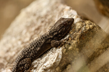 Spiny Lizard on Rock in Natural Habitat – Tuscany, Italy