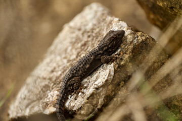 Spiny Lizard on Rock in Natural Habitat – Tuscany, Italy