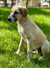 Cute street dog resting in green grass on a sunny day. Natural moment capturing the charm of a stray dog outdoors