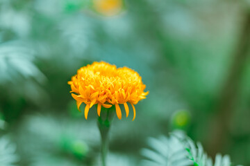 Close up Marigold flowers