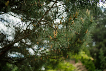 Common pine, a branch with cones in spring