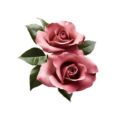 Two Delicate Pink Roses with Lush Green Leaves on Transparent Background