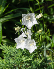 Delicate white bell flowers, belonging to the Campanula family, set against lush green background. Blooms appear fresh with dewdrops, adding serene and natural charm. Nature concept for design
