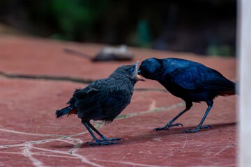 Two birds standing on a red ground next to each other. feeding little one.