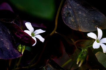 Two white flowers are growing on a plant