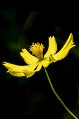 A yellow flower is shown in the dark