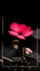 A pink flower is shown in a black frame