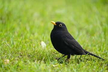 Male Common Blackbird (Turdus merula) Turdidae family. Hanover, Germany.