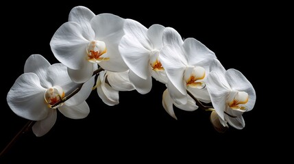 Close up of delicate curved white orchid blooms against a dark background captured in a refined