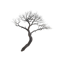 Serene Winter Bonsai A Study in Minimalist Elegance