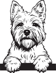 peeking West Highland White Terrier dog with paws