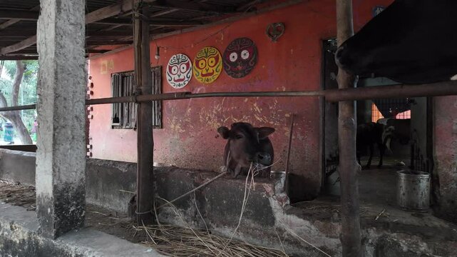 Sacred cow in Sri&nbsp;Jagannatha Temple managed by Krishna, Comilla, Bangladesh