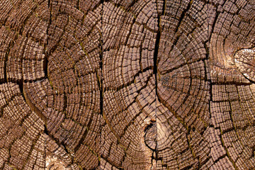 Fototapeta premium Wooden background of cracked knotted glued wood from cut tree sections with brown grained weathered texture