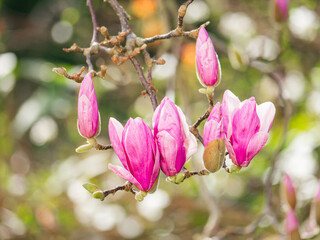 Obraz premium Blossoming magnolia buds glow in vibrant shades under gentle spring sunlight