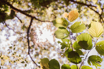 Sunlight filters through lush green leaves in a tranquil forest setting