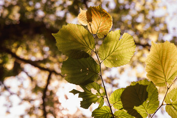 Sunlight filters through green leaves on a gentle autumn day outdoors