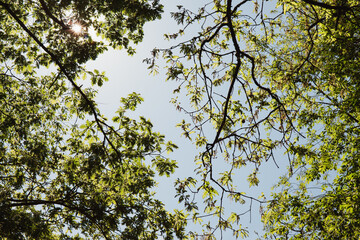 Sunlight filters through lush green leaves in a tranquil forest canopy