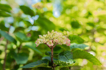 Beautiful hydrangea blossom amidst vibrant green foliage in springtime garden