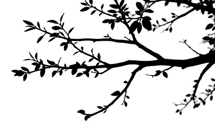 Obraz premium Simple black silhouette of a tree branch against white background Vector botanical illustration, isolated, vector