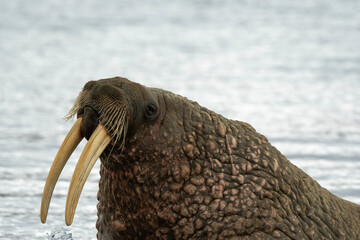 Morse, Odobenus rosmarus, Spitzberg, Svalbard, Norvège