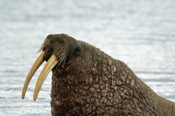 Morse, Odobenus rosmarus, Spitzberg, Svalbard, Norvège