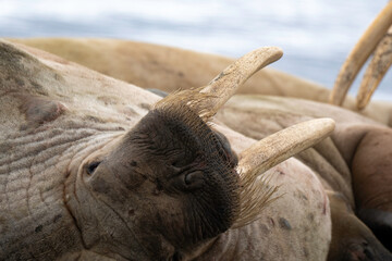 Morse, Odobenus rosmarus, Spitzberg, Svalbard, Norvège