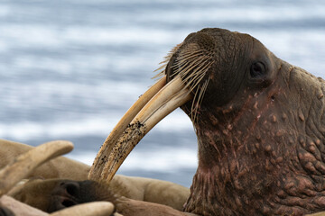 Morse, Odobenus rosmarus, Spitzberg, Svalbard, Norvège