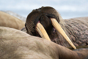 Morse, Odobenus rosmarus, Spitzberg, Svalbard, Norvège
