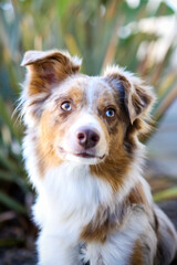 Australian Shepherd with two floppy ears and mouth closed outside