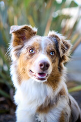 Australian Shepherd with one floppy ear smiling with mouth open outside