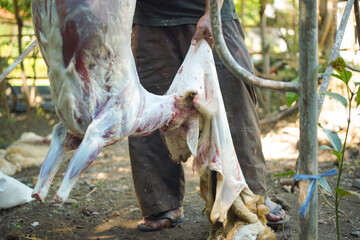 Selling meat freshly and on time to be so delicious and juicy after cooking. Separating the goat's skin from its body with a knife in the traditional way during the Eid al-Adha event.
