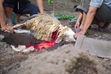 Close-up view of the process of slaughtering a sacrificial animal in the form of a goat with a knife showing the process of blood coming out through the esophagus.