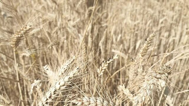 Recolectado de trigo por hormigas provocando da&ntilde;os en cosecha