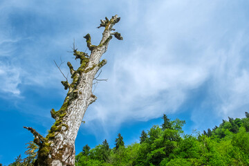 Bare mossy tree against blue sky in forest landscape. The scene is framed by the tops of surrounding green forest trees. A highland or mountainous setting during early summer.