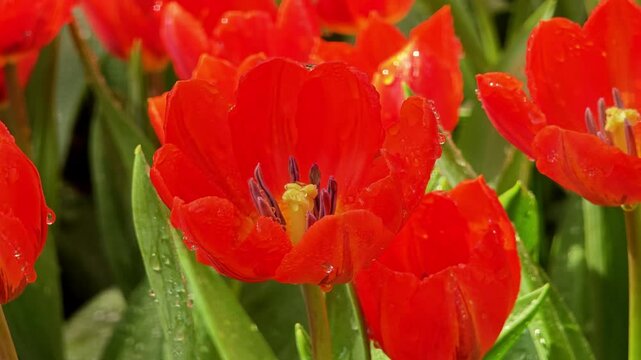 Beautiful red tulip flowers. Spring flowers.