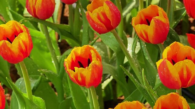 Yellow and orange tulips blooming at beautiful local touristic park.