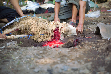 Close-up view of the process of slaughtering a sacrificial animal in the form of a goat with a knife showing the process of blood coming out through the esophagus.