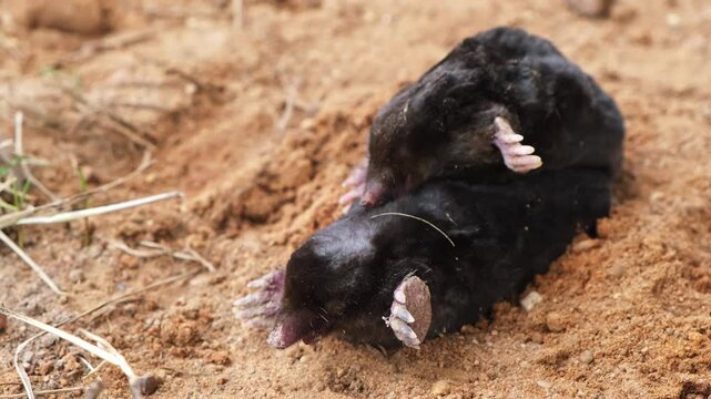 Pair mating moles on the sand background side view close-up. Breeding season. Reproduction of talpa europaea. An animal with black fur. Garden pest concept. An museum exhibit. High quality 4k footage.