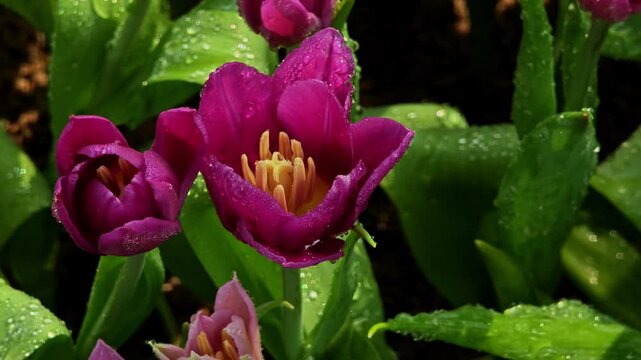 Field of purple tulips. Tulips flowers with dew drop.