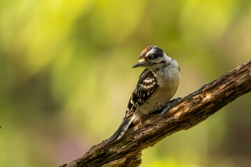 A male downy woodpecker perched on a dead tree branch