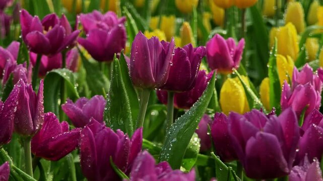 Dark red tulips on green leaves.