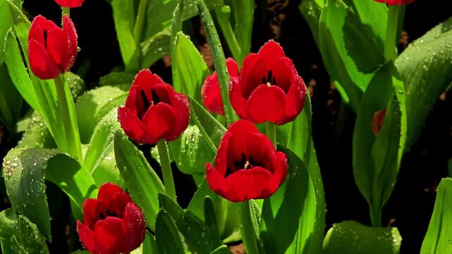 Meadow of red tulips flower.