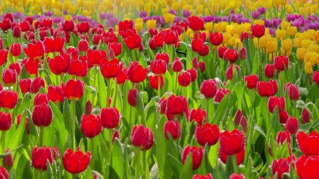 Beautiful colorful tulips flower field.