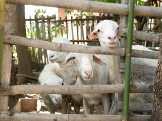 Animal Sheep and Goats Feed for Eid al-Adha in Islam. Goats to be slaughtered during the Eid al-Adha celebration, Eid al-Qurban celebration involves slaughtering goats.