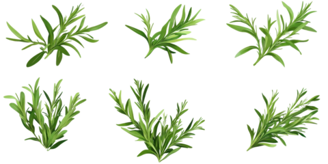 Collection of Tarragon isolated on transparent png background.