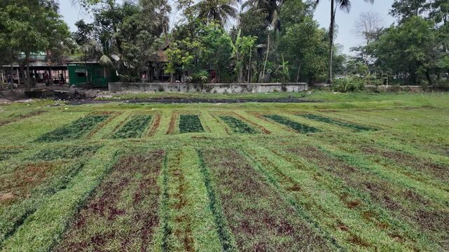 Traces of dyed fabrics that have stained the lawn, Comilla, Bangladesh